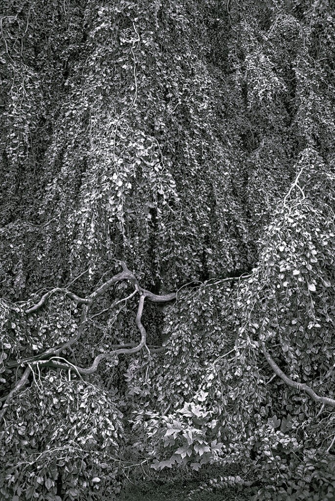 Ginko by Jerry Novesky