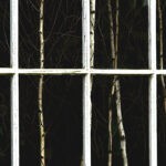 Window Trees by Jerry Novesky