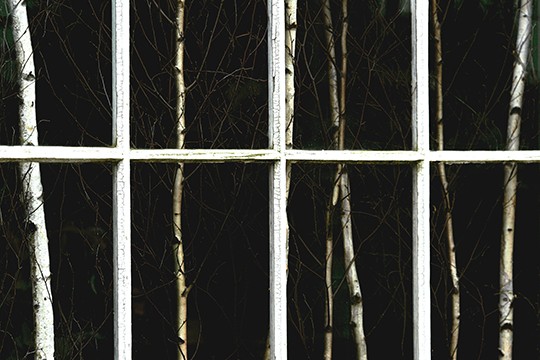 Window Trees by Jerry Novesky