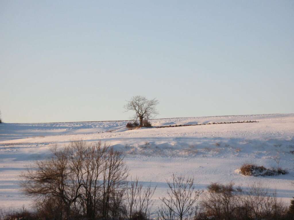 tree-on-snowbank